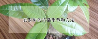 发财树的扦插季节和方法,第1图