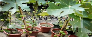 无花果插枝种植方法,第1图