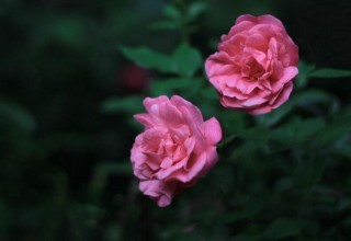 蔷薇花适合东北种植吗，适宜/但是要注意栽种的方法,第3图