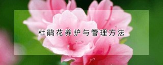 杜鹃花养护与管理方法,第1图