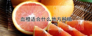 血橙适合什么地方种植,第1图