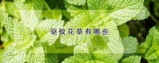 驱蚊花草有哪些,第1图