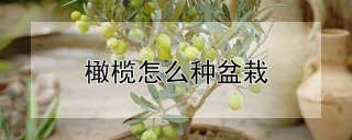 橄榄怎么种盆栽,第1图