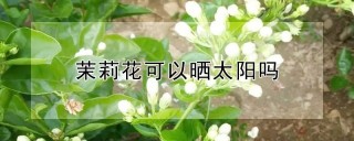 茉莉花可以晒太阳吗,第1图