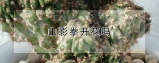 山影拳开花吗,第1图