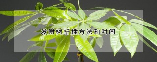 发财树扦插方法和时间,第1图