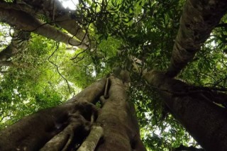 热带雨林有哪些植物,第3图