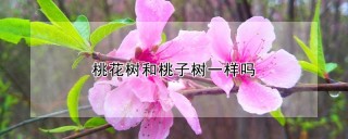 桃花树和桃子树一样吗,第1图