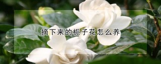 摘下来的栀子花怎么养,第1图