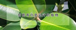 折断有白色乳汁的植物,第1图