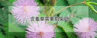 含羞草需要掐尖吗,第1图