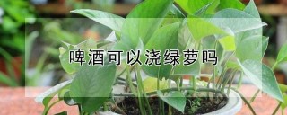 啤酒可以浇绿萝吗,第1图