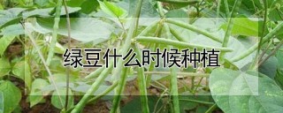 绿豆什么时候种植,第1图