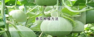 香瓜种植方法,第1图