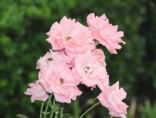蔷薇花的花语是什么，代表着一种思念的爱/不同颜色不同花语,第4图