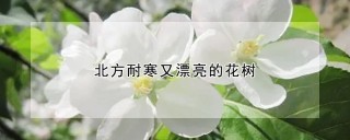 北方耐寒又漂亮的花树,第1图