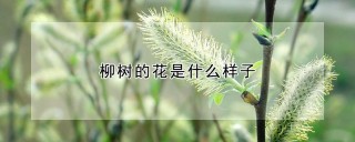 柳树的花是什么样子,第1图