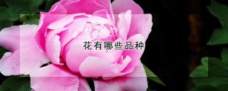 花有哪些品种,第1图