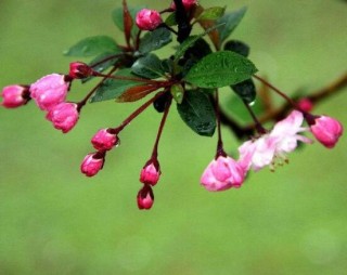 海棠花开花时间，每年4-5月含苞绽放(春季),第5图