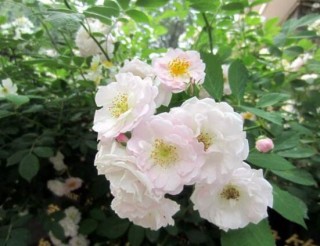 蔷薇花的花语大全，细数蔷薇花九大品种花语,第3图