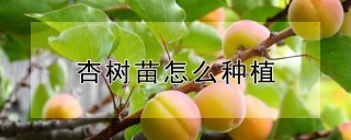 杏树苗怎么种植,第1图