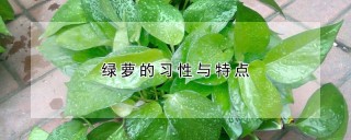 绿萝的习性与特点,第1图