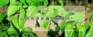 山药发芽长藤能种植吗?,第1图