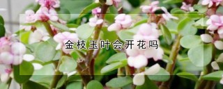 金枝玉叶会开花吗,第1图