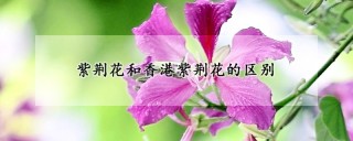 紫荆花和香港紫荆花的区别,第1图
