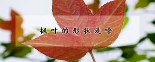 枫叶的形状是啥,第1图