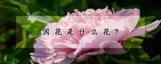 国花是什么花?,第1图