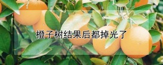 橙子树结果后都掉光了,第1图