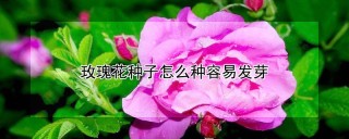 玫瑰花种子怎么种容易发芽,第1图