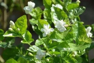 栀子花和茉莉的区别，教你三种简单区别方法(花期/花叶/果实),第6图