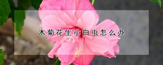 木菊花生小白虫怎么办,第1图