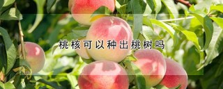桃核可以种出桃树吗,第1图