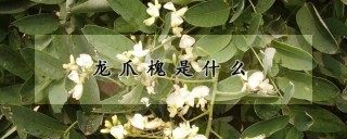 龙爪槐是什么,第1图