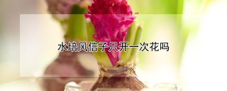 水培风信子只开一次花吗,第1图