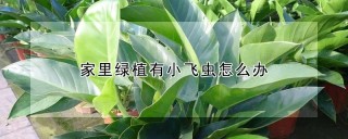 家里绿植有小飞虫怎么办,第1图