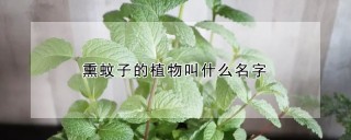 熏蚊子的植物叫什么名字,第1图