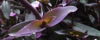 紫罗兰花为什么叶子发绿,第1图