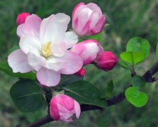 海棠花开花时间，每年4-5月含苞绽放(春季),第1图