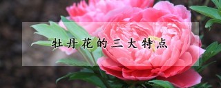 牡丹花的三大特点,第1图