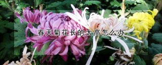 春天菊花长的太高怎么办,第1图