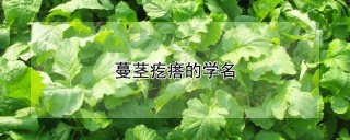 蔓茎疙瘩的学名,第1图