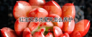 红宝石多肉夏天怎么养护,第1图