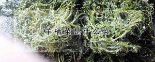 羊栖菜是什么菜,第1图