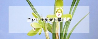 兰花叶子剪光还能活吗,第1图