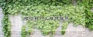 楼顶种什么植物隔热,第1图