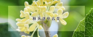 秋天送什么花,第1图